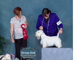 Vegasdreams of a Welcome Sign Owner: Jadine Solmon Breeder: Kim Gibson